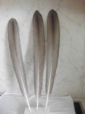 3  Riesige  Pfauenfedern  54