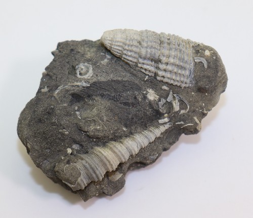 Schnecke terebalia - schnecke,,