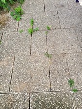 Waschbetonplatten zu verschenken, 25X50, 50x50 und 50x70cm