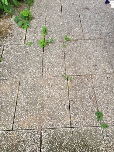 Waschbetonplatten - , zu