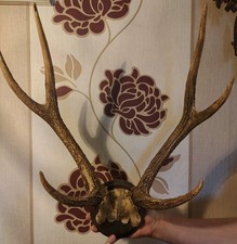 Hirsch Wanddeko Set - Großes Geweih, Tier Trophäe, Horn Deko