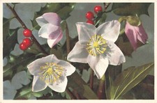 Postcard 1693 Helleborus niger