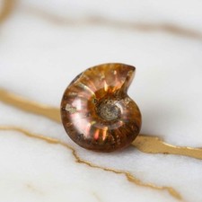 Ammonit fossil - ammonit,