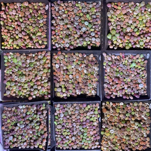 200 samen seeds lithops - samen/seeds,