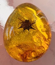 Bernstein Polybern Varietät