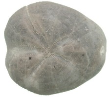 Kreide  Toxaster argilaceus