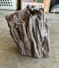 Petrified Wood Fossil Aquarium