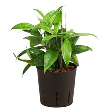 Drachenbaum Zimmerpflanze in Hydrokultur mit Wasserstandsanzeiger, Dehner