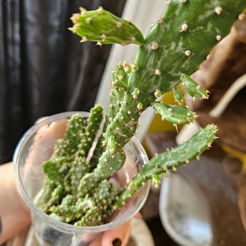 Opuntia feigenkaktus - opuntia,