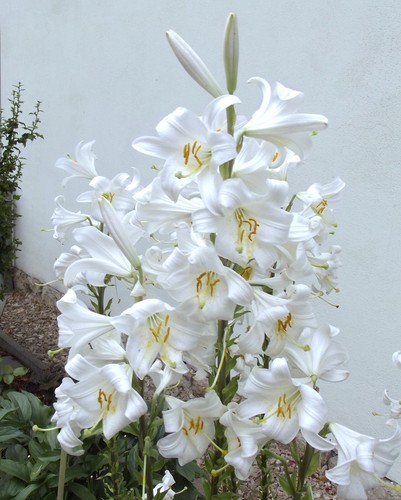 Lilium candidum madonnenlilie - candidum,