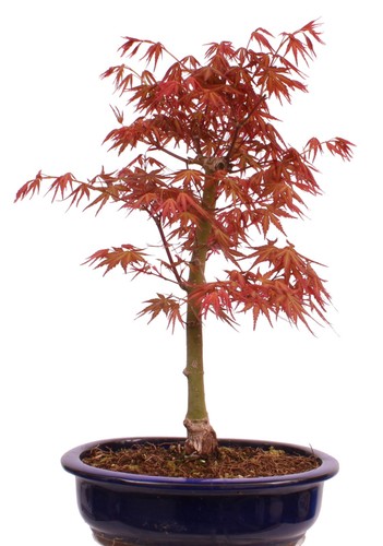 Bonsai acer palmatum - acer,
