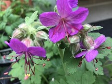 Pink Storchschnabel 10 Stück Gartenpflanze ?Bodendecker ?privat