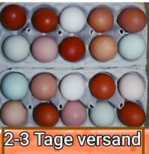 🥚10 Hühnereier Bruteier