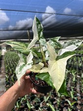 Syngonium Albo Plant - Rare
