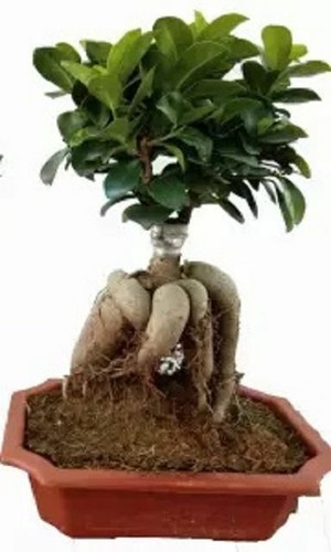 Bonsai samen ficus ginseng - -,