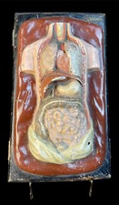 Antikes Anatomie Modell Russisch Tischmodel Torso Moskau Ca. Um 1900/30