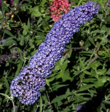 Sommerflieder nanho blue - sommerflieder,