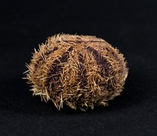 Seeigel, Sea urchin