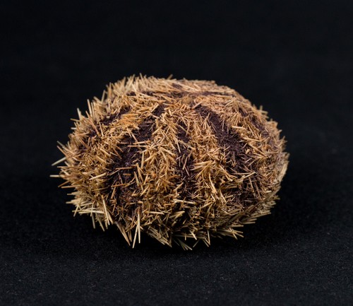 Seeigel sea urchin - seeigel,,