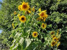 20, 40 XXL RIESEN Sonnenblumen