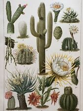 Originalgrafik Flora: Kakteen - Chromolithographie um 1900  cacti