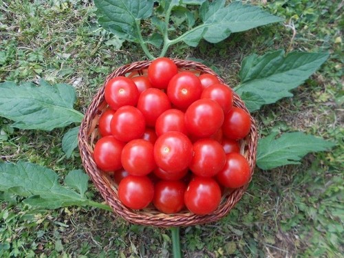 Honigtomate pflanze für die - honigtomate,