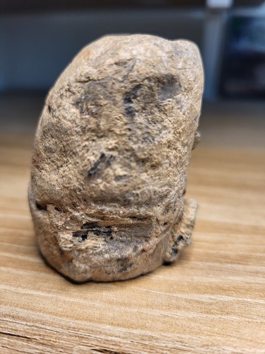 Mosasaurier schädel fossil - mosasaurier,
