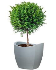 Scheurich Blumentopf Wave Globe Slim Wellenform Versch. Farben und Größen