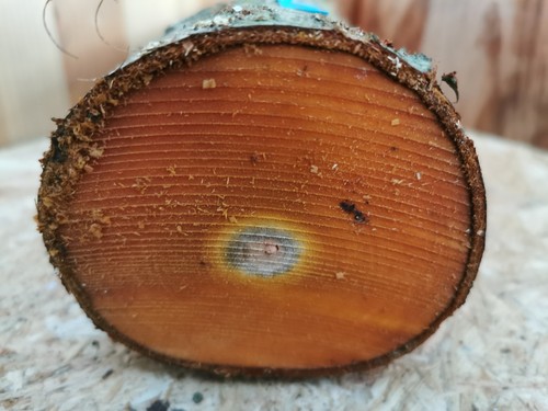 Pflaume drechselholz cm - pflaume, 25×9