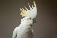Wandbild: Porträt eines weißen Kakadus (Cacatua galerita) (203967636)