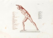 Anatomische Studien Wandkunst