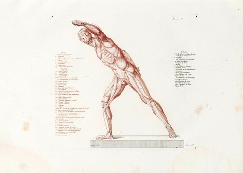 Anatomische studien wandkunst - anatomische,