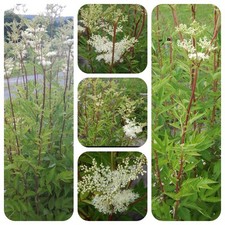 Mädesüß Filipendula ulmaria