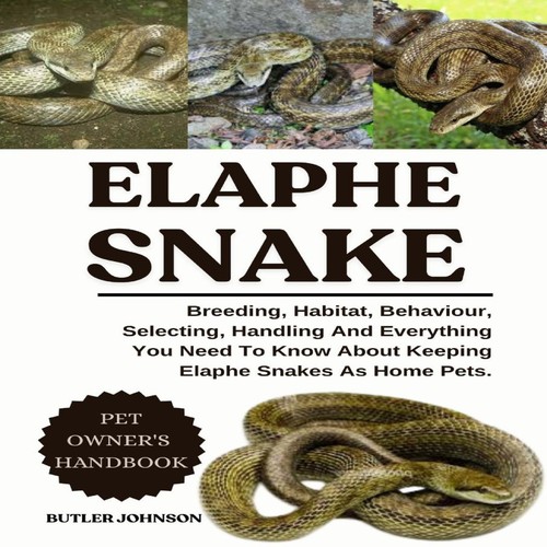 Elaphe snake breeding - breeding, habitat
