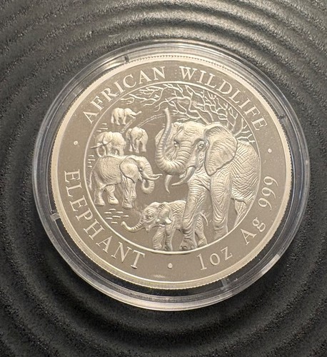 Somalia elefant 2008 - somalia,