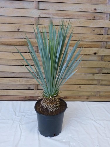 Palmenlager yucca rostrata - [palmenlager],