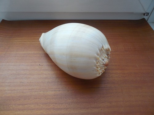 Riesen schnecke muschel - riesen,