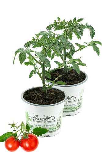 Enseleits 2er set - enseleits,