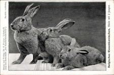 Ak Belgisches Riesenkaninchen, Häsin mit zwei Jungen, Rassekaninchen - 4546143