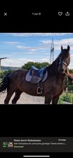 Iberosattel amazona dressage - iberosattel,