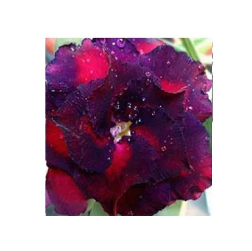 Adenium obesum triple blue - adenium,