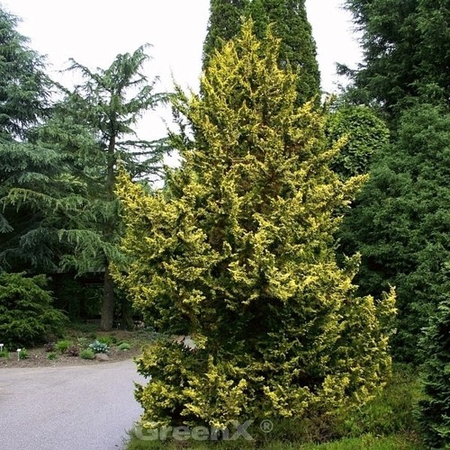 Zwerg hinoki scheinzypresse - zwerg,