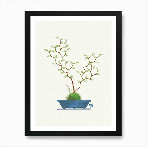 Bonsai baum sophora - bonsai,