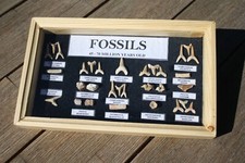 Fossiliensammlung - , im