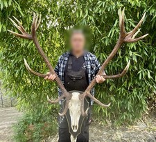 Hirschgeweih 22-Ender Abwurfstangen auf Echtschädel Jagdtrophäe Geweih 9,9 Kg