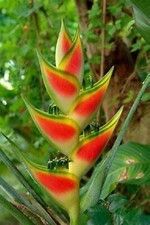 EP 184VM heliconia wagneriana rainbow Seeds Zaden Samen Stück 2