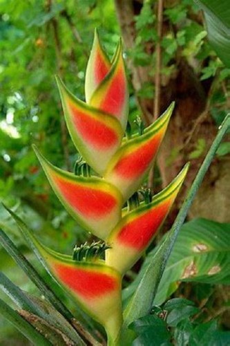 184vm heliconia wagneriana - ep,