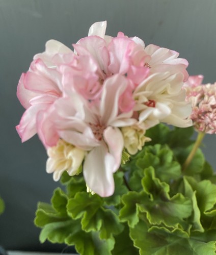Pelargonie pelargonium ekeby - pelargonie,
