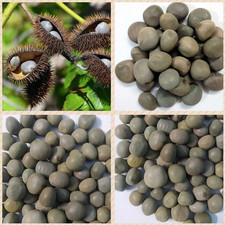 Fever Nut Nickernut seeds