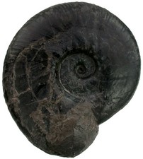 Kreide  Prodichotomides